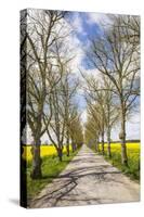 Sweden, Gotland Island, Romakloster, country road with yellow springtime flowers-Walter Bibikow-Stretched Canvas