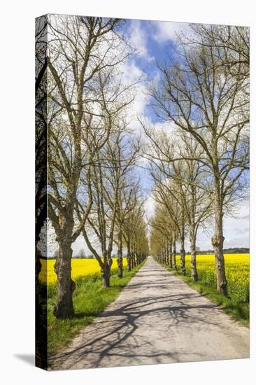 Sweden, Gotland Island, Romakloster, country road with yellow springtime flowers-Walter Bibikow-Stretched Canvas