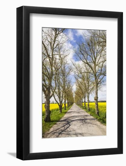 Sweden, Gotland Island, Romakloster, country road with yellow springtime flowers-Walter Bibikow-Framed Photographic Print