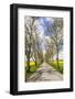 Sweden, Gotland Island, Romakloster, country road with yellow springtime flowers-Walter Bibikow-Framed Photographic Print