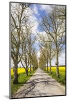 Sweden, Gotland Island, Romakloster, country road with yellow springtime flowers-Walter Bibikow-Mounted Photographic Print