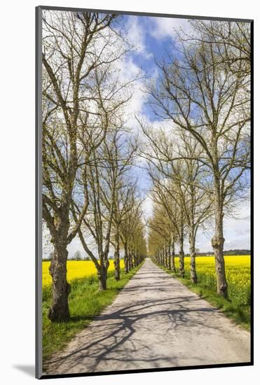 Sweden, Gotland Island, Romakloster, country road with yellow springtime flowers-Walter Bibikow-Mounted Photographic Print