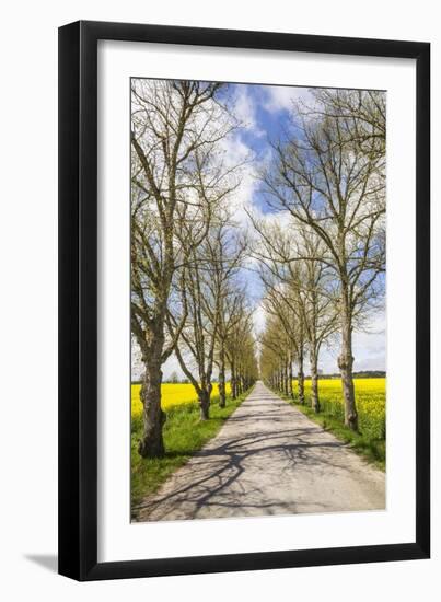 Sweden, Gotland Island, Romakloster, country road with yellow springtime flowers-Walter Bibikow-Framed Photographic Print