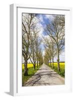 Sweden, Gotland Island, Romakloster, country road with yellow springtime flowers-Walter Bibikow-Framed Photographic Print