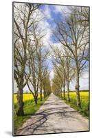 Sweden, Gotland Island, Romakloster, country road with yellow springtime flowers-Walter Bibikow-Mounted Photographic Print