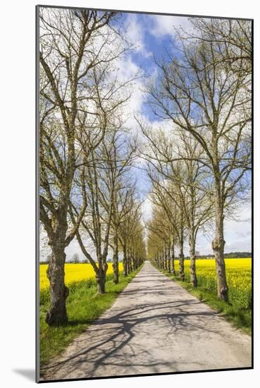 Sweden, Gotland Island, Romakloster, country road with yellow springtime flowers-Walter Bibikow-Mounted Photographic Print