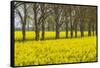 Sweden, Gotland Island, Romakloster, landscape with yellow flowers, springtime-Walter Bibikow-Framed Stretched Canvas