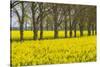 Sweden, Gotland Island, Romakloster, landscape with yellow flowers, springtime-Walter Bibikow-Stretched Canvas