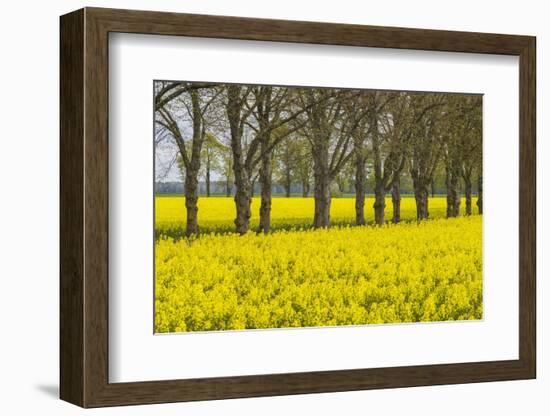 Sweden, Gotland Island, Romakloster, landscape with yellow flowers, springtime-Walter Bibikow-Framed Photographic Print