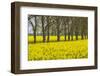 Sweden, Gotland Island, Romakloster, landscape with yellow flowers, springtime-Walter Bibikow-Framed Photographic Print