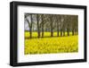 Sweden, Gotland Island, Romakloster, landscape with yellow flowers, springtime-Walter Bibikow-Framed Photographic Print