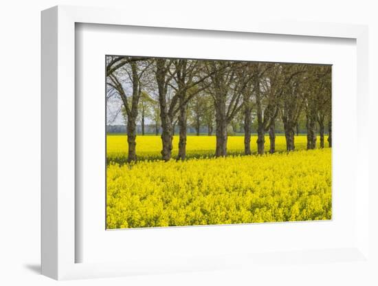 Sweden, Gotland Island, Romakloster, landscape with yellow flowers, springtime-Walter Bibikow-Framed Photographic Print