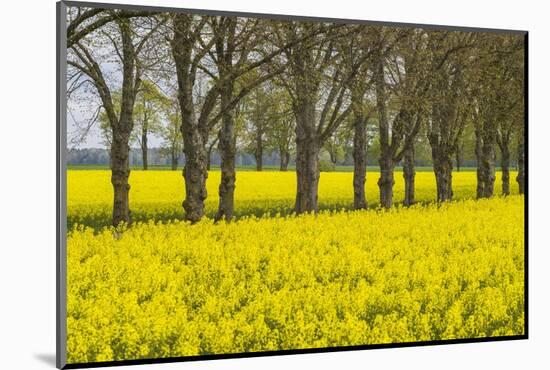 Sweden, Gotland Island, Romakloster, landscape with yellow flowers, springtime-Walter Bibikow-Mounted Photographic Print