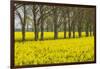 Sweden, Gotland Island, Romakloster, landscape with yellow flowers, springtime-Walter Bibikow-Framed Photographic Print