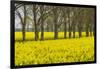 Sweden, Gotland Island, Romakloster, landscape with yellow flowers, springtime-Walter Bibikow-Framed Photographic Print