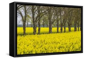 Sweden, Gotland Island, Romakloster, landscape with yellow flowers, springtime-Walter Bibikow-Framed Stretched Canvas