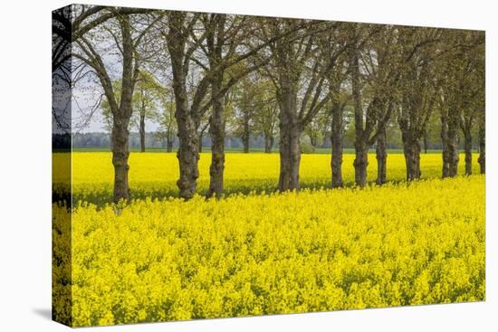 Sweden, Gotland Island, Romakloster, landscape with yellow flowers, springtime-Walter Bibikow-Stretched Canvas