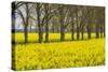 Sweden, Gotland Island, Romakloster, landscape with yellow flowers, springtime-Walter Bibikow-Stretched Canvas