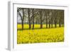 Sweden, Gotland Island, Romakloster, landscape with yellow flowers, springtime-Walter Bibikow-Framed Photographic Print