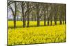 Sweden, Gotland Island, Romakloster, landscape with yellow flowers, springtime-Walter Bibikow-Mounted Photographic Print