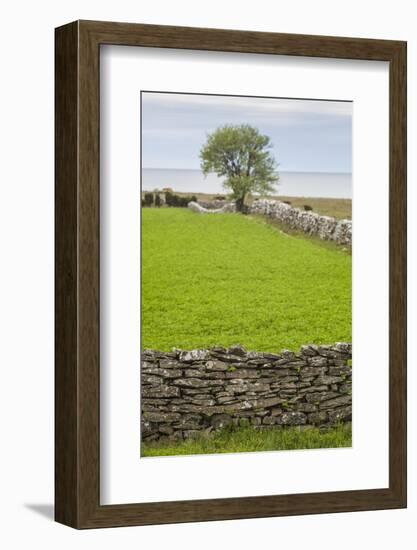 Sweden, Gotland Island, Sundre, stone wall, southern Gotland-Walter Bibikow-Framed Photographic Print