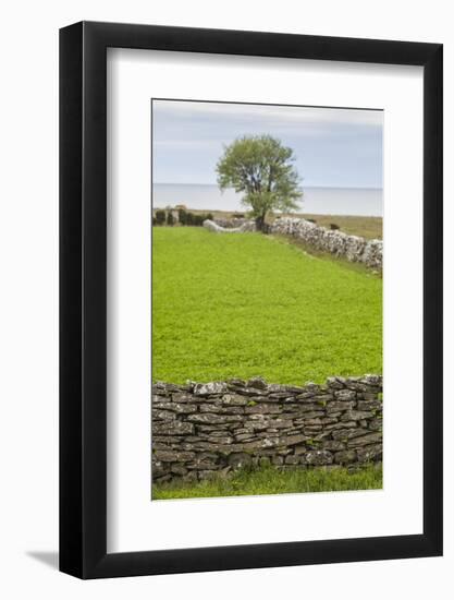 Sweden, Gotland Island, Sundre, stone wall, southern Gotland-Walter Bibikow-Framed Photographic Print