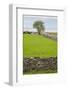 Sweden, Gotland Island, Sundre, stone wall, southern Gotland-Walter Bibikow-Framed Photographic Print