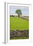 Sweden, Gotland Island, Sundre, stone wall, southern Gotland-Walter Bibikow-Framed Photographic Print