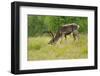 Sweden, Grazing Reindeer, Deciduous Coat-K. Schlierbach-Framed Photographic Print