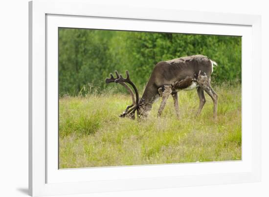 Sweden, Grazing Reindeer, Deciduous Coat-K. Schlierbach-Framed Photographic Print