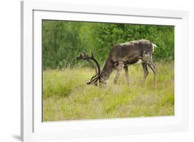 Sweden, Grazing Reindeer, Deciduous Coat-K. Schlierbach-Framed Photographic Print