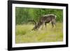 Sweden, Grazing Reindeer, Deciduous Coat-K. Schlierbach-Framed Photographic Print