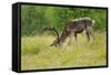 Sweden, Grazing Reindeer, Deciduous Coat-K. Schlierbach-Framed Stretched Canvas