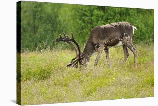 Sweden, Grazing Reindeer, Deciduous Coat-K. Schlierbach-Stretched Canvas