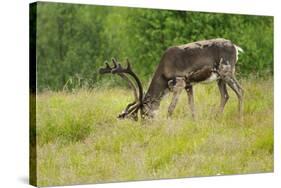 Sweden, Grazing Reindeer, Deciduous Coat-K. Schlierbach-Stretched Canvas