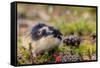 Sweden, Jamtland. Norway Lemming (Lemmus lemmus).-Fredrik Norrsell-Framed Stretched Canvas