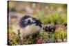 Sweden, Jamtland. Norway Lemming (Lemmus lemmus).-Fredrik Norrsell-Stretched Canvas