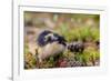 Sweden, Jamtland. Norway Lemming (Lemmus lemmus).-Fredrik Norrsell-Framed Photographic Print