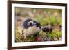 Sweden, Jamtland. Norway Lemming (Lemmus lemmus).-Fredrik Norrsell-Framed Photographic Print