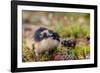 Sweden, Jamtland. Norway Lemming (Lemmus lemmus).-Fredrik Norrsell-Framed Photographic Print