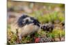 Sweden, Jamtland. Norway Lemming (Lemmus lemmus).-Fredrik Norrsell-Mounted Photographic Print