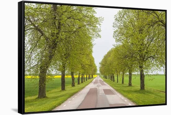 Sweden, Lake Vattern Area, country road, springtime-Walter Bibikow-Framed Stretched Canvas