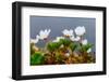 Sweden, Norrbotten, Abisko, Stordalen Nature Preserve. Flowering Cloudberry plants.-Fredrik Norrsell-Framed Photographic Print