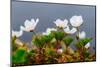 Sweden, Norrbotten, Abisko, Stordalen Nature Preserve. Flowering Cloudberry plants.-Fredrik Norrsell-Mounted Photographic Print