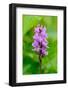 Sweden, Norrbotten, Abisko, Torne Lake. Heath Spotted Orchid.-Fredrik Norrsell-Framed Photographic Print