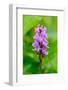 Sweden, Norrbotten, Abisko, Torne Lake. Heath Spotted Orchid.-Fredrik Norrsell-Framed Photographic Print