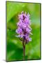 Sweden, Norrbotten, Abisko, Torne Lake. Heath Spotted Orchid.-Fredrik Norrsell-Mounted Photographic Print