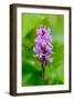 Sweden, Norrbotten, Abisko, Torne Lake. Heath Spotted Orchid.-Fredrik Norrsell-Framed Photographic Print