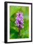 Sweden, Norrbotten, Abisko, Torne Lake. Heath Spotted Orchid.-Fredrik Norrsell-Framed Photographic Print