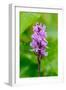 Sweden, Norrbotten, Abisko, Torne Lake. Heath Spotted Orchid.-Fredrik Norrsell-Framed Photographic Print